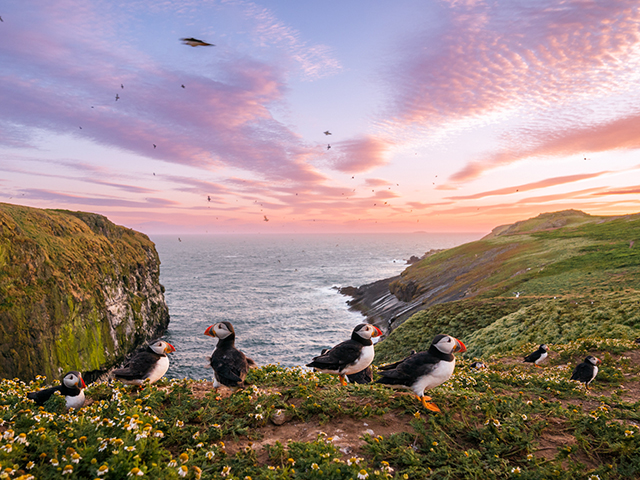 2 days and nights on the magical Skomer Island!